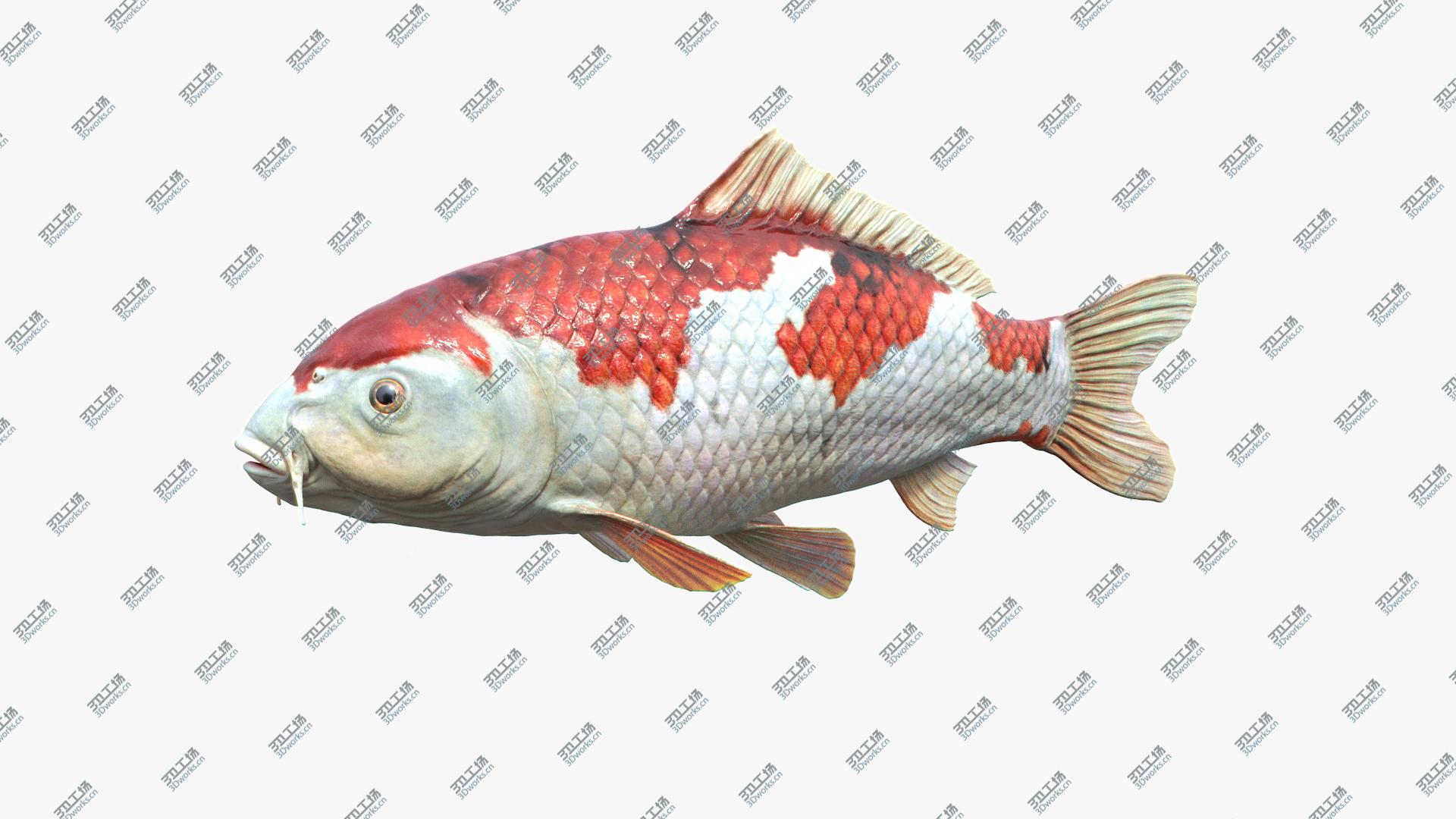 images/goods_img/202105071/3D model Koi Carp/4.jpg